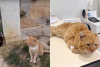Umro je čuveni mačak Hačiko koji je 7 godina živeo na grobu svog vlasnika
