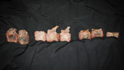Argentinski istraživači otkrili su novog dinosaurusa biljojeda